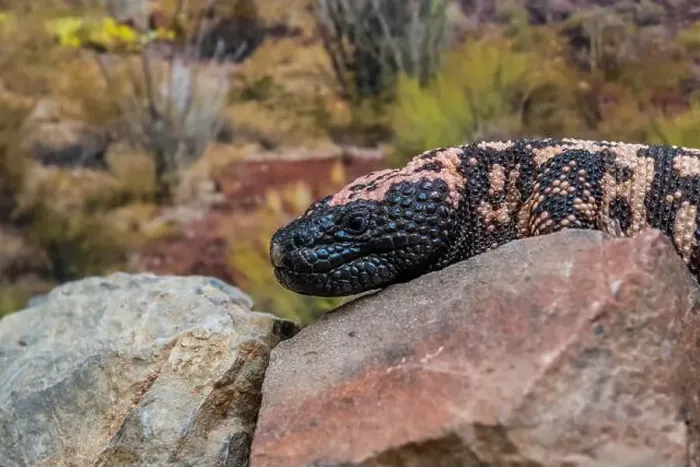 Framed Print : A Gila Monster in Tucson, Arizona Framed Print : A Gila Monster in Tucson, Arizona