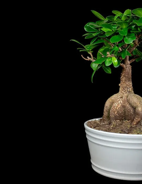 Framed Print : Ginseng Ficus Bonsai tree growing in white pot isolated on black background
