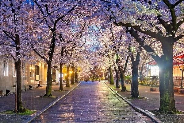 Gion Shirakawa, Kyoto, Japan during cherry blossom season at twilight