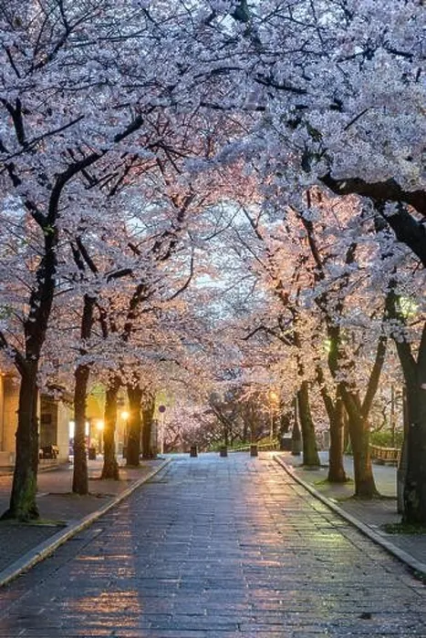 Framed Print : Gion Shirakawa, Kyoto, Japan during cherry blossom season at twilight Framed Print : Gion Shirakawa, Kyoto, Japan during cherry blossom season at twilight