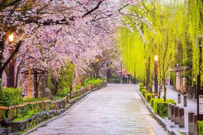 Framed Print : Gion Shirakawa, Kyoto, Japan old town streets in spring Framed Print : Gion Shirakawa, Kyoto, Japan old town streets in spring