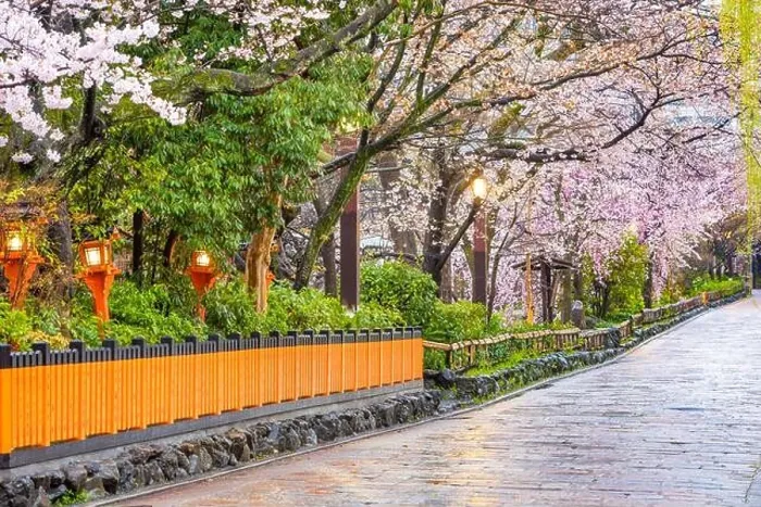 Framed Print : Gion Shirakawa, Kyoto, Japan old town streets in spring Framed Print : Gion Shirakawa, Kyoto, Japan old town streets in spring