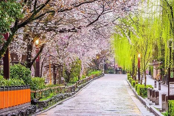 Gion Shirakawa, Kyoto, Japan in spring