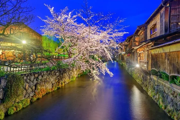 Framed Print : Gion Shirakawa, Kyoto, Japan in spring Framed Print : Gion Shirakawa, Kyoto, Japan in spring
