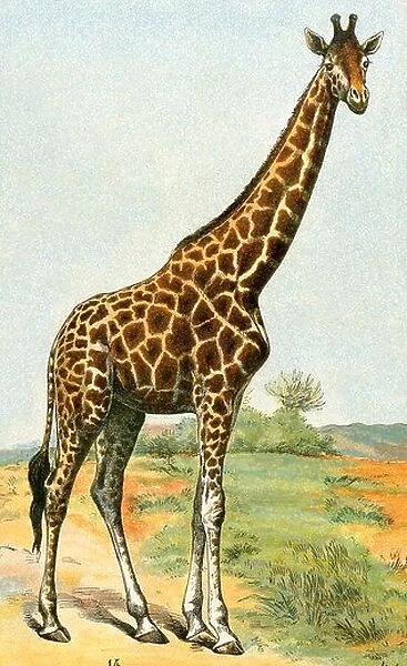 Giraffe, 19th century. Color lithograph