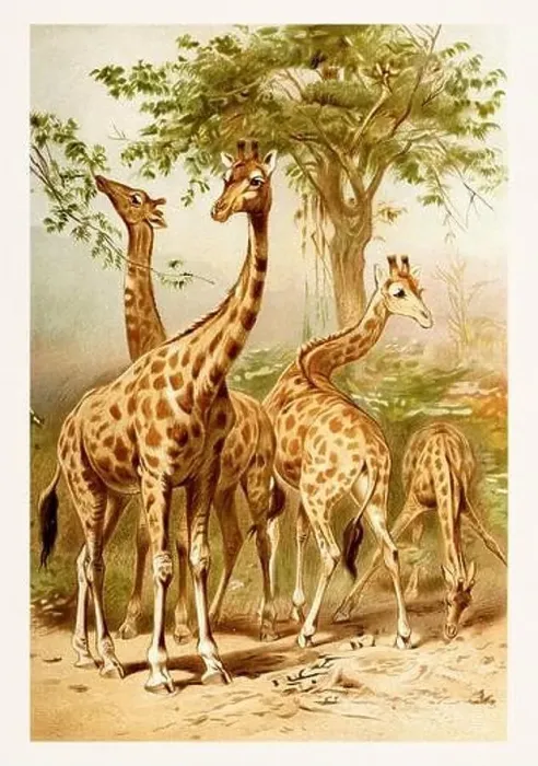 Framed Print : Giraffe. Antique book illustration by Brehm, Alfred Edmund, 1829-1884 Framed Print : Giraffe. Antique book illustration by Brehm, Alfred Edmund, 1829-1884