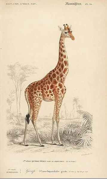 Giraffe, Giraffa camelopardalis. Handcolored engraving by Annedouche from Charles d'Orbigny's Dictionnaire Universel d'Histoire Naturelle