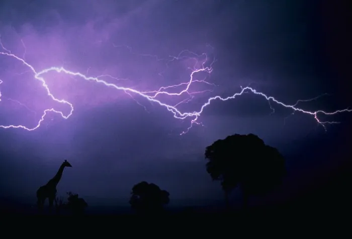 Framed Print : Giraffe in lightning Framed Print : Giraffe in lightning