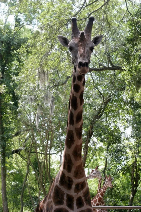 Framed Print : Giraffe in Louisiana Swamp at Audubon Zoo New Orleans Louisiana USA Framed Print : Giraffe in Louisiana Swamp at Audubon Zoo New Orleans Louisiana USA