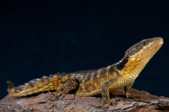 Framed Print : Girdled lizard / Cordylus tropidosternum Framed Print : Girdled lizard / Cordylus tropidosternum