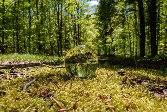 Framed Print : A glass ball rests on the forest floor surrounded by trees Framed Print : A glass ball rests on the forest floor surrounded by trees