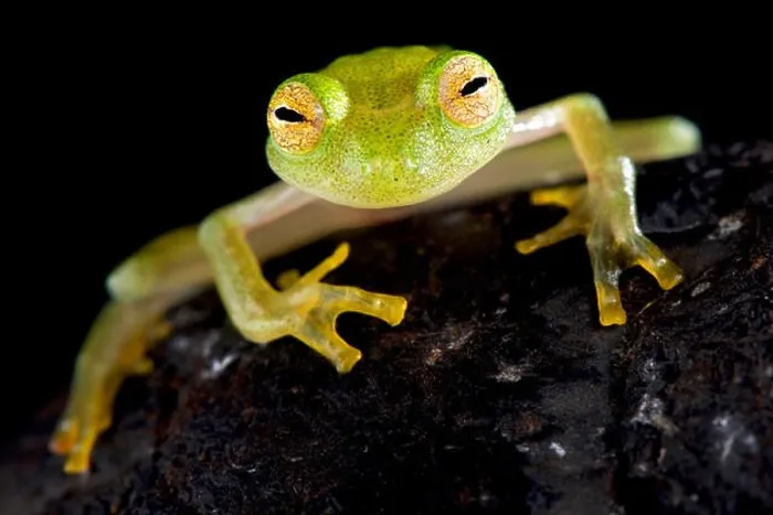 Framed Print : Glass frog (Hyalinobatrachium cappellie) Framed Print : Glass frog (Hyalinobatrachium cappellie)