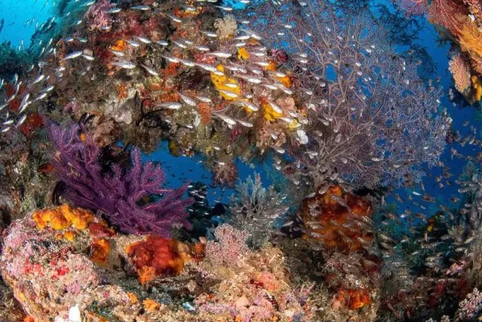 Framed Print : Glassfish swirling around a natural coral arch, Raja Ampat, Indonesia Framed Print : Glassfish swirling around a natural coral arch, Raja Ampat, Indonesia