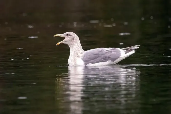 Framed Print : Glaucous-winged gull (Larus glaucescens) swimming - Esquimalt Lagoon Framed Print : Glaucous-winged gull (Larus glaucescens) swimming - Esquimalt Lagoon