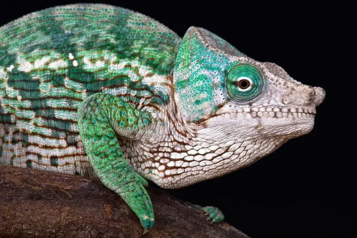 Framed Print : Globe-horned chameleon (Calumma globifer)