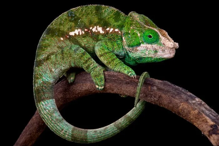 Framed Print : Globe-horned chameleon (Calumma globifer)