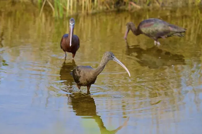 Framed Print : Three Glossy ibis (Plegadis falcinellus) Framed Print : Three Glossy ibis (Plegadis falcinellus)