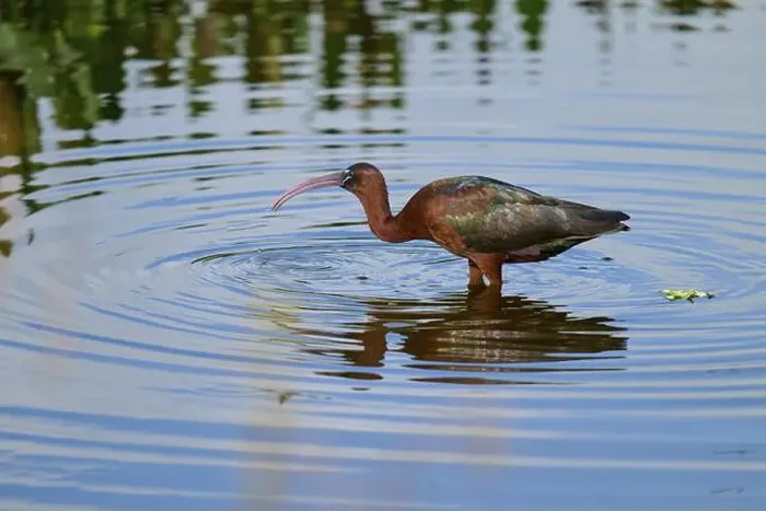 Framed Print : Glossy ibis, (Plegadis falcinellus), in water, spring, Wakodahatchee Wetlands, Delray Beach, Florida, USA, North America