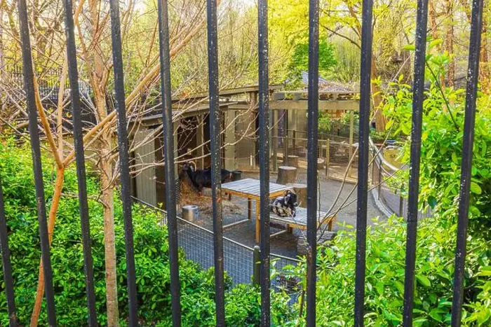 Framed Print : Goats behind black metal bars in Central Park Zoo Framed Print : Goats behind black metal bars in Central Park Zoo