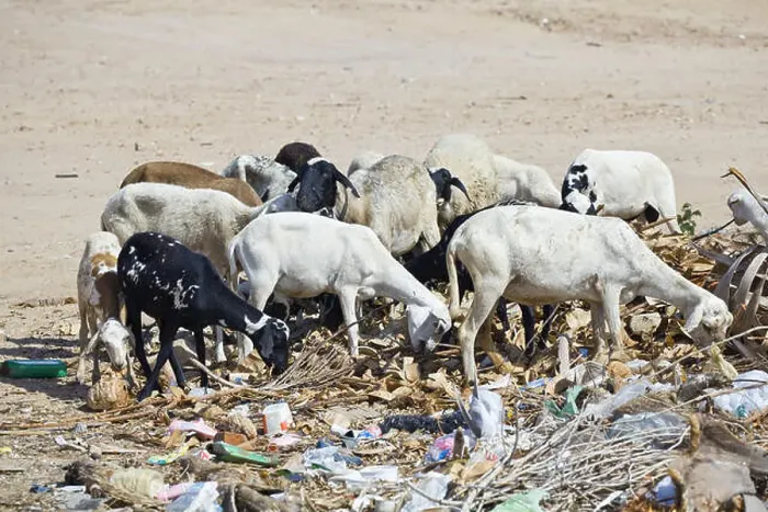Framed Print : Goats foraging in the trash because of the absence of grass savanna during the dry Framed Print : Goats foraging in the trash because of the absence of grass savanna during the dry