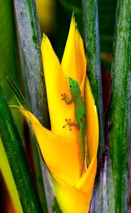 Framed Print : Gold dust day gecko Hawaii. Gecko native to Madagascar Introduced into Hawaii Framed Print : Gold dust day gecko Hawaii. Gecko native to Madagascar Introduced into Hawaii
