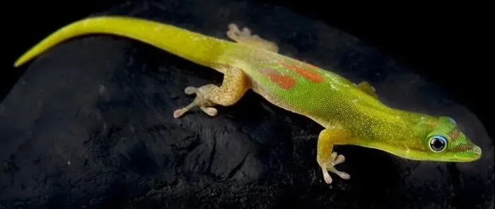 Framed Print : Gold dust day gecko (Phelsuma laticauda)