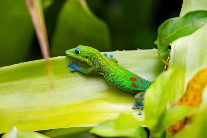 Framed Print : Gold dust day gecko (Phelsuma laticauda)