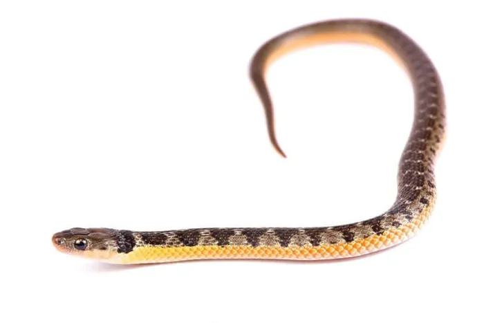 Framed Print : Golden bellied snake, Liophis poecilogyrus Framed Print : Golden bellied snake, Liophis poecilogyrus