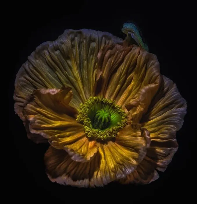 Framed Print : golden, brown, green single isolated satin / silk poppy blossom Framed Print : golden, brown, green single isolated satin / silk poppy blossom