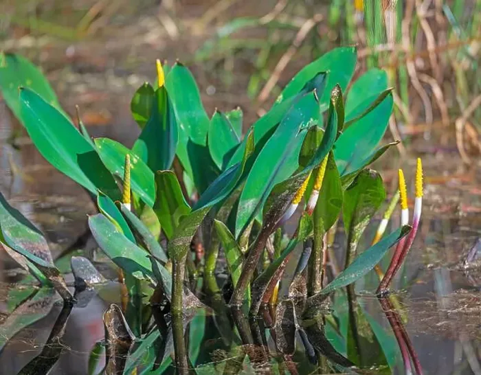 Framed Print : Golden Club Water Plants in the Swamp in the Okefenokee National Wildlife Refuge in Geogia