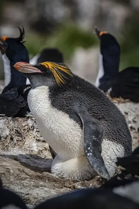 Framed Print : Golden crested penguin (Eudyptes chrysolophus) Framed Print : Golden crested penguin (Eudyptes chrysolophus)