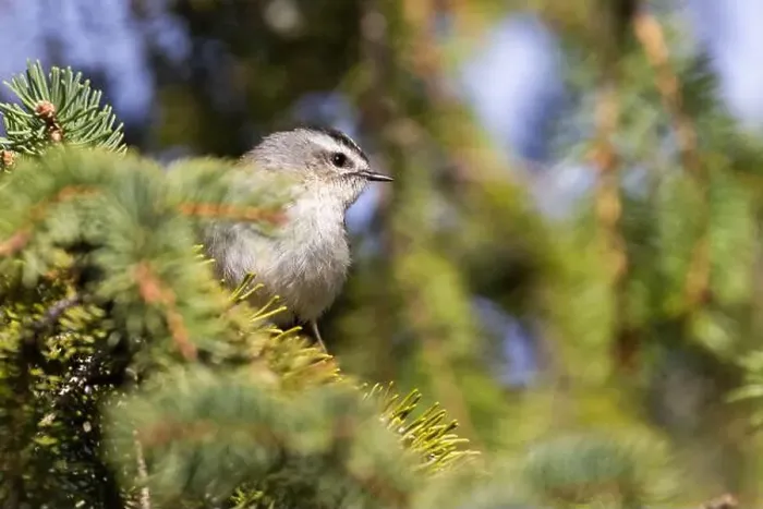 Framed Print : golden-crowned kinglet (Regulus satrapa) Framed Print : golden-crowned kinglet (Regulus satrapa)