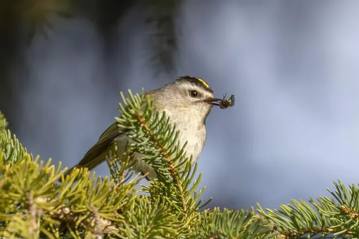 Framed Print : golden-crowned kinglet (Regulus satrapa) Framed Print : golden-crowned kinglet (Regulus satrapa)