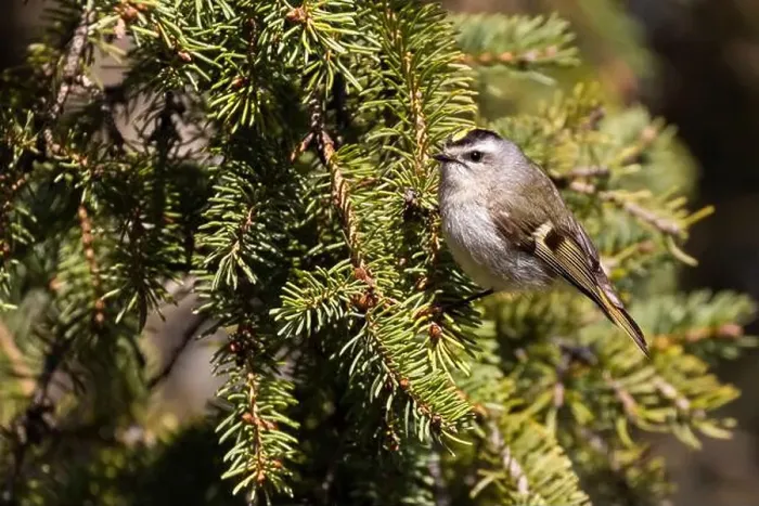Framed Print : golden-crowned kinglet (Regulus satrapa) Framed Print : golden-crowned kinglet (Regulus satrapa)