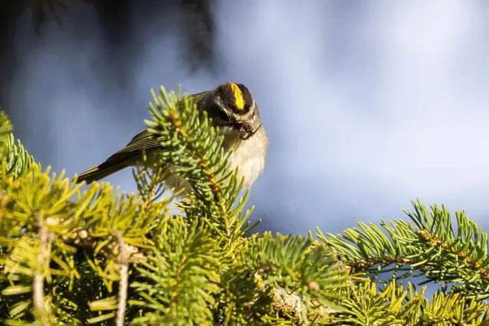 Framed Print : golden-crowned kinglet (Regulus satrapa) Framed Print : golden-crowned kinglet (Regulus satrapa)