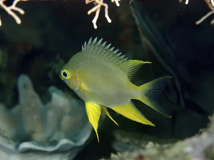 Framed Print : A Golden damselfish (Amblyglyphidodon aureus) swimming in front of corals in the sea Framed Print : A Golden damselfish (Amblyglyphidodon aureus) swimming in front of corals in the sea