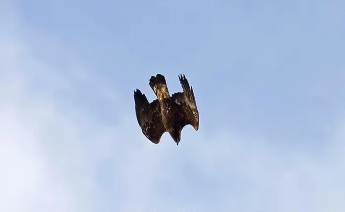 Framed Print : Golden eagle (Aquila chrysaetos) adult, in flight, diving during exhibition, Spain Framed Print : Golden eagle (Aquila chrysaetos) adult, in flight, diving during exhibition, Spain