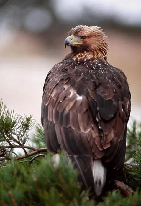 Framed Print : Golden Eagle (Aquila chrysaetos) captive falconer's bird perched in scots pine (Pinus sylvestris) Southern Scotland Framed Print : Golden Eagle (Aquila chrysaetos) captive falconer's bird perched in scots pine (Pinus sylvestris) Southern Scotland