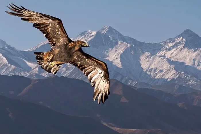 Framed Print : Golden eagle flying with Tien Shan mountains in the background near Bishkek, Kyrgyzstan Framed Print : Golden eagle flying with Tien Shan mountains in the background near Bishkek, Kyrgyzstan