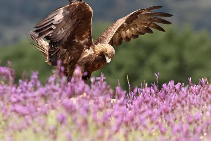 Framed Print : Golden eagle among purple flowers with the first light of day Framed Print : Golden eagle among purple flowers with the first light of day