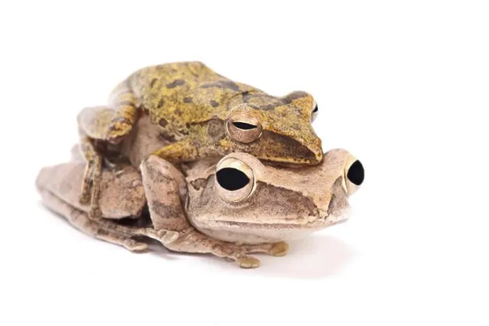 Framed Print : Golden gliding frog (Polypedates leucomystax ) Framed Print : Golden gliding frog (Polypedates leucomystax )