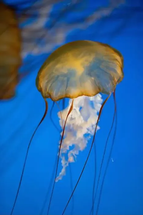 Framed Print : Golden jellyfish gracefully floating in deep blue water Framed Print : Golden jellyfish gracefully floating in deep blue water