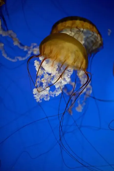 Framed Print : Golden jellyfish gracefully floating in deep blue water Framed Print : Golden jellyfish gracefully floating in deep blue water