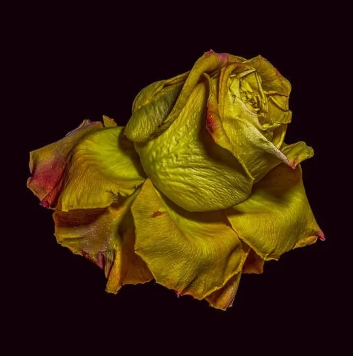 Framed Print : Golden metallic aged surreal rose blossom Framed Print : Golden metallic aged surreal rose blossom