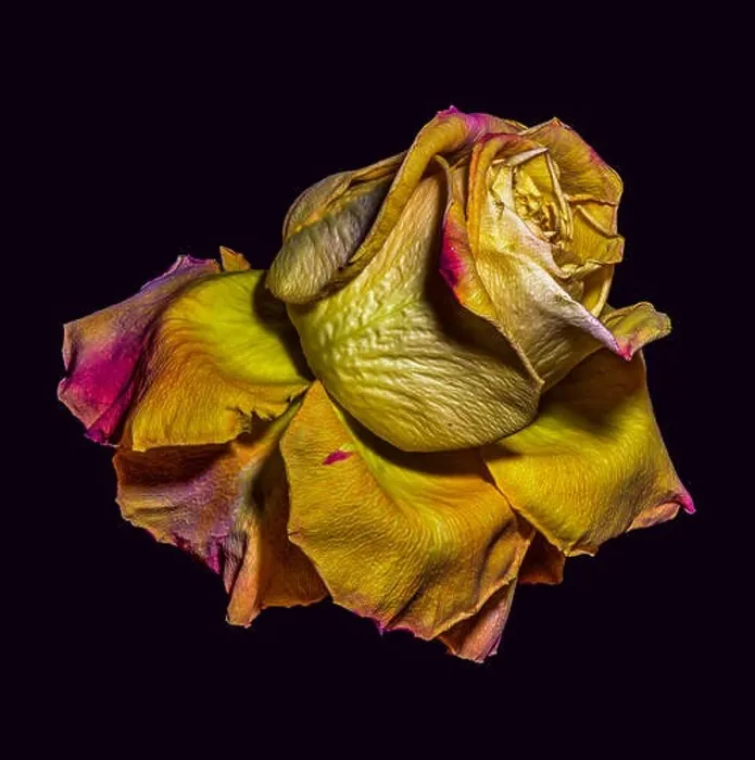 Framed Print : Golden metallic aged surreal rose blossom Framed Print : Golden metallic aged surreal rose blossom