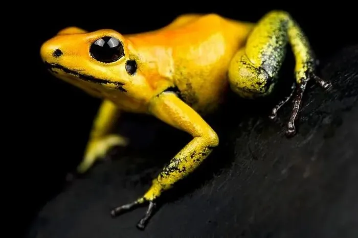 Framed Print : The Golden poison dart frog (Phyllobates terribilis) is considered the most poisonous animal on earth Framed Print : The Golden poison dart frog (Phyllobates terribilis) is considered the most poisonous animal on earth