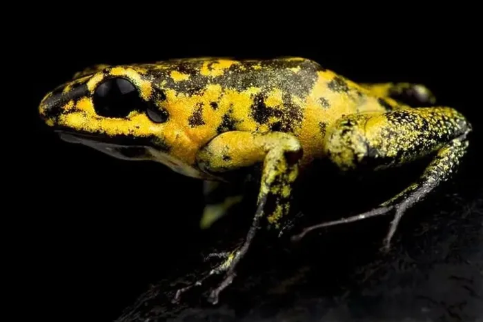 Framed Print : golden poison frog (Phyllobates terribilis)