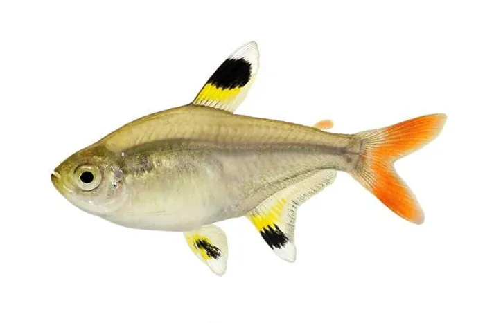 Framed Print : Golden pristella tetra Pristella maxillaris X-ray tetra fish isolated on white Framed Print : Golden pristella tetra Pristella maxillaris X-ray tetra fish isolated on white
