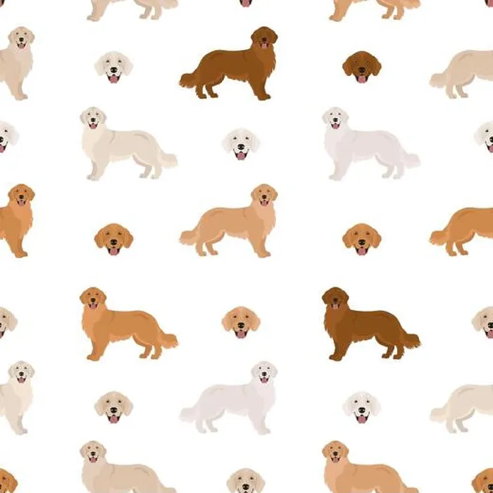Framed Print : Golden retriever dogs in different poses and coat colors Framed Print : Golden retriever dogs in different poses and coat colors