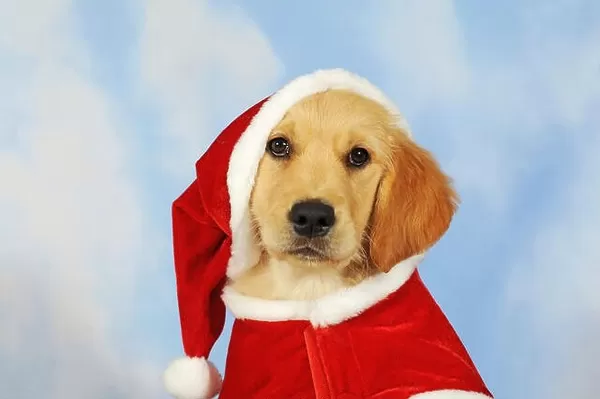 Golden Retriever puppy, 8 weeks, with Santa hat